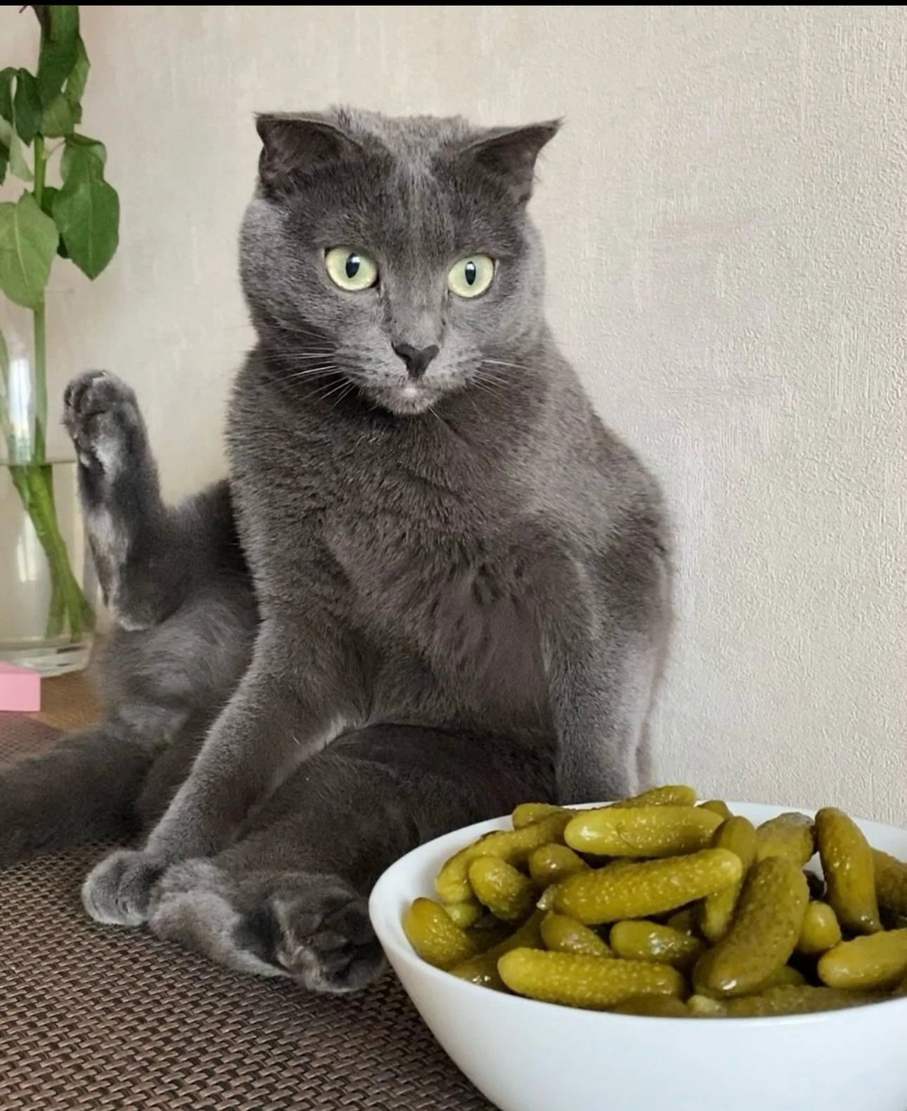 Граф — фотогеничный кот с харизмой и характером