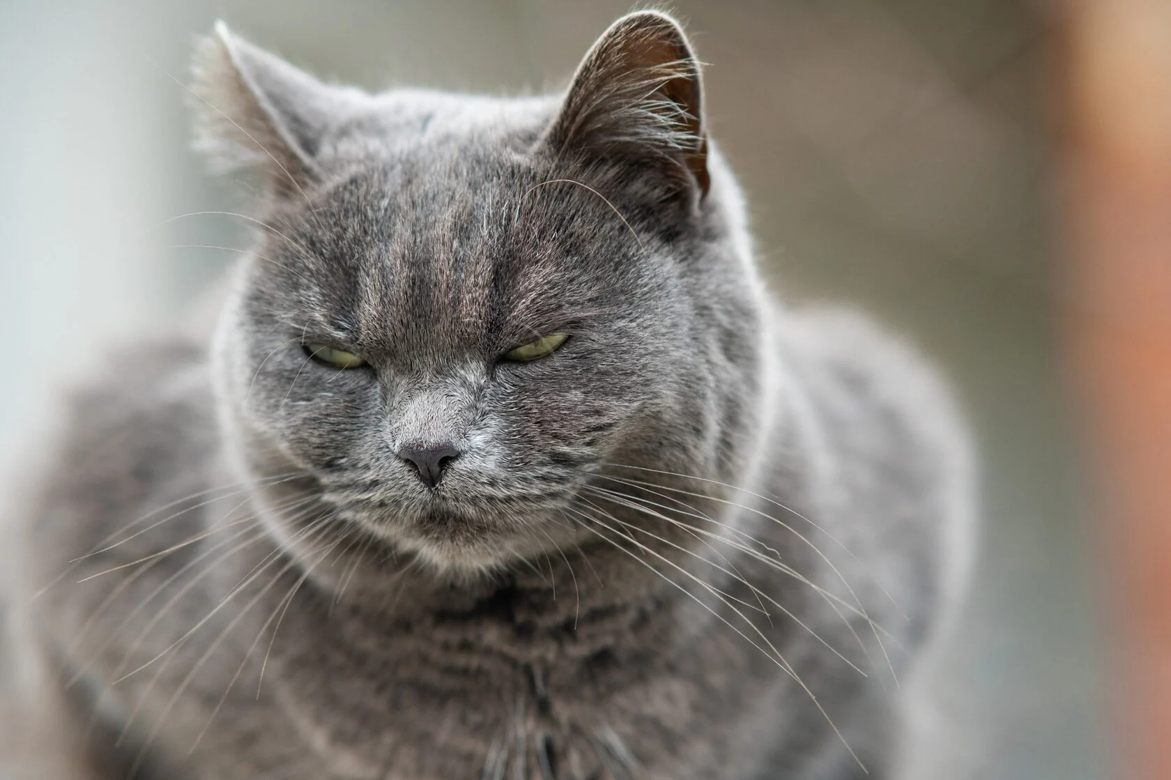 Микоплазменный конъюнктивит (Mycoplasma felis) у кошек: причины, симптомы и профилактика