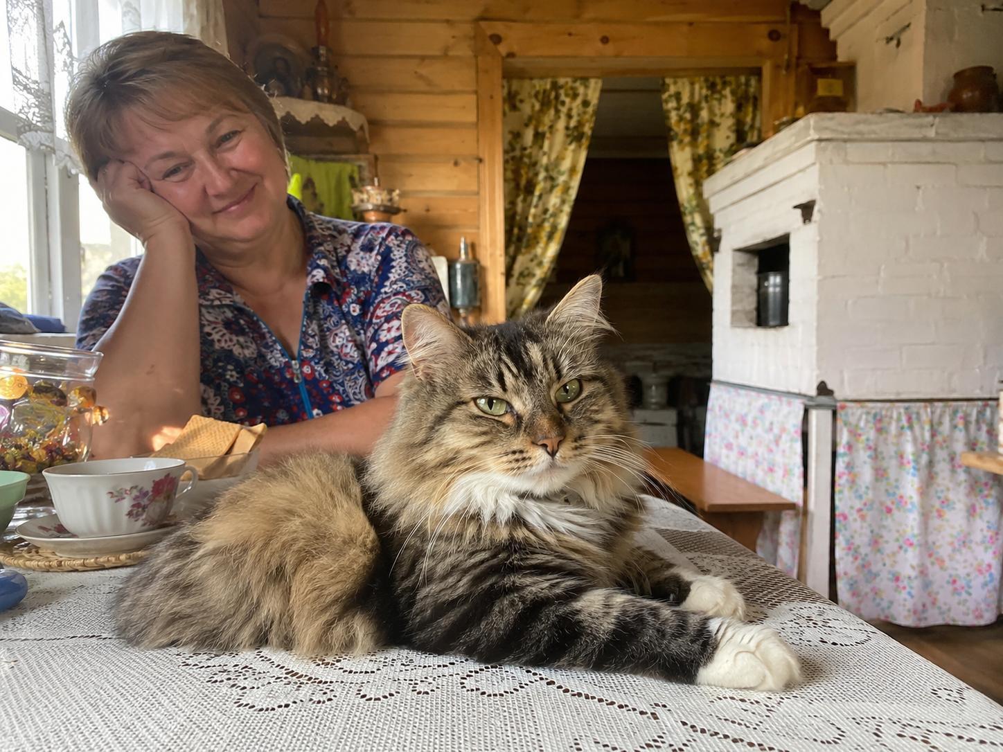 Кот, который сам выбрал наш дом